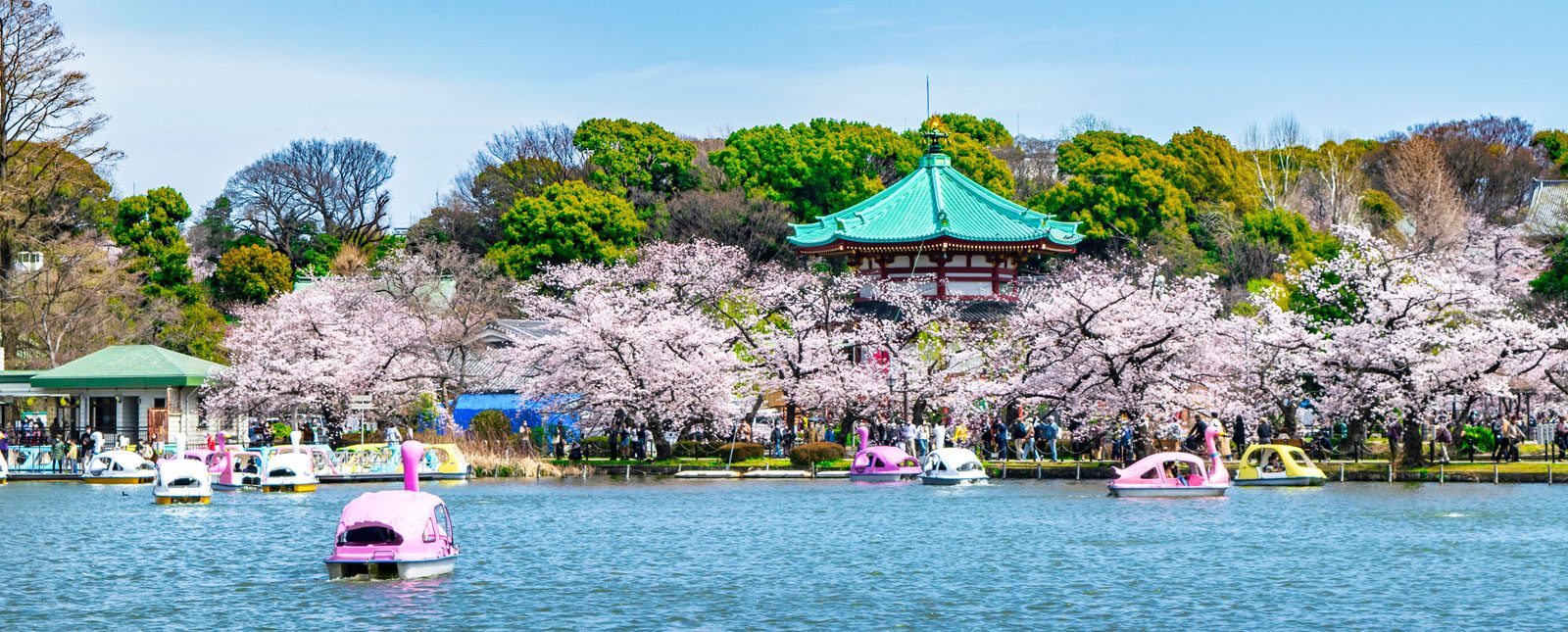 photo arbre en fleur
